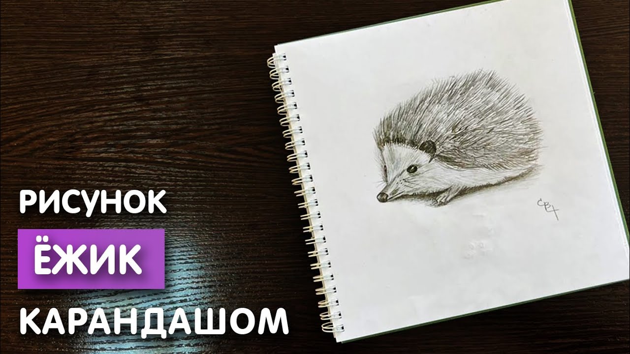 Как нарисовать ёжика карандашом | Рисунок для начинающих поэтапно