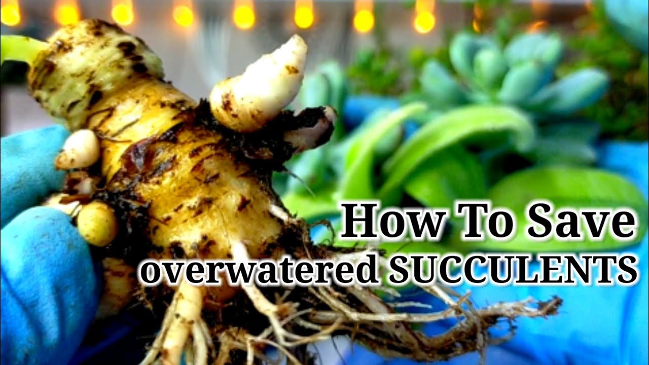 How to Save Overwatered Succulents || You must do this