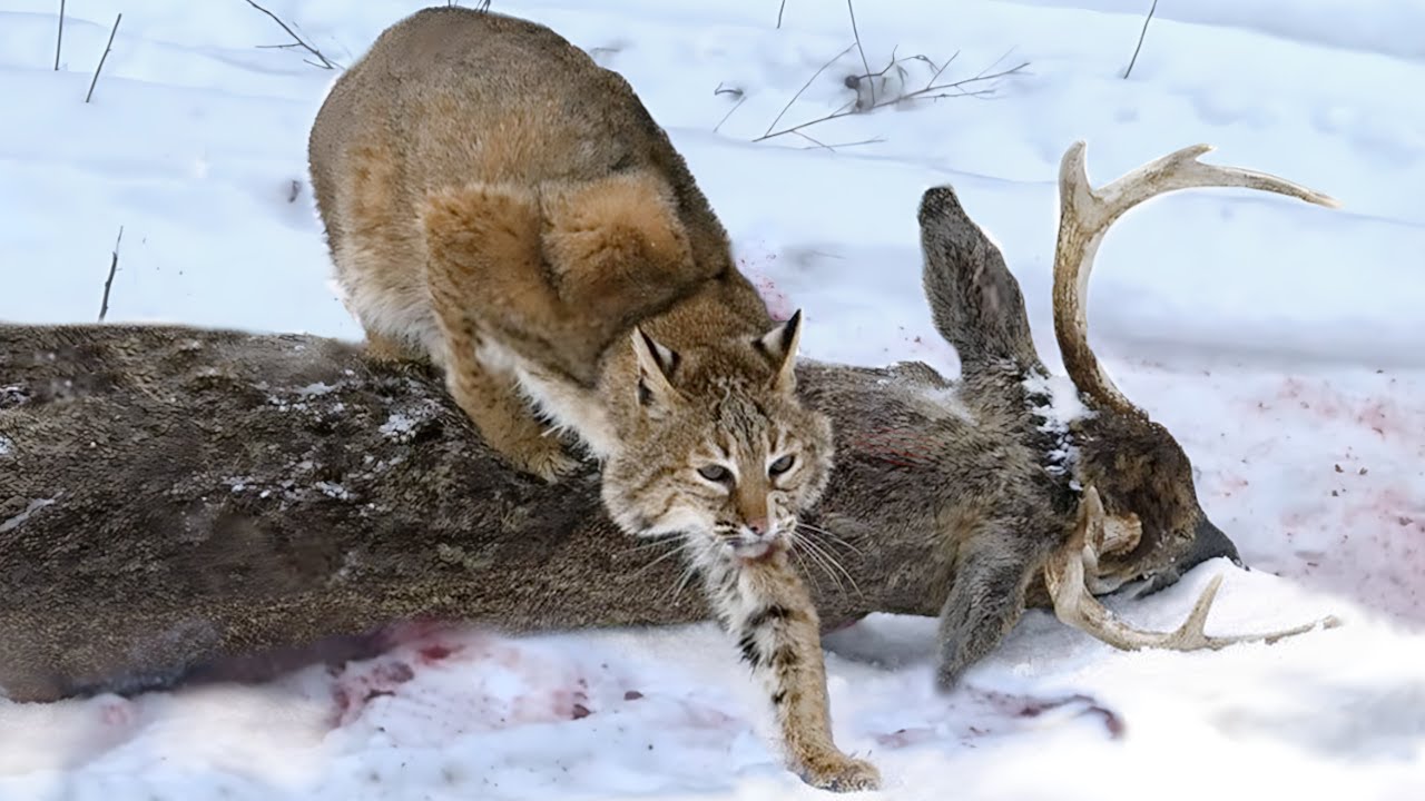 Solo El Lince M&aacute;s DESPIADADO Lucha Contra Ciervos y Lobos! &iexcl;As&iacute; Cazan los BRUTALES Linces Salvajes!