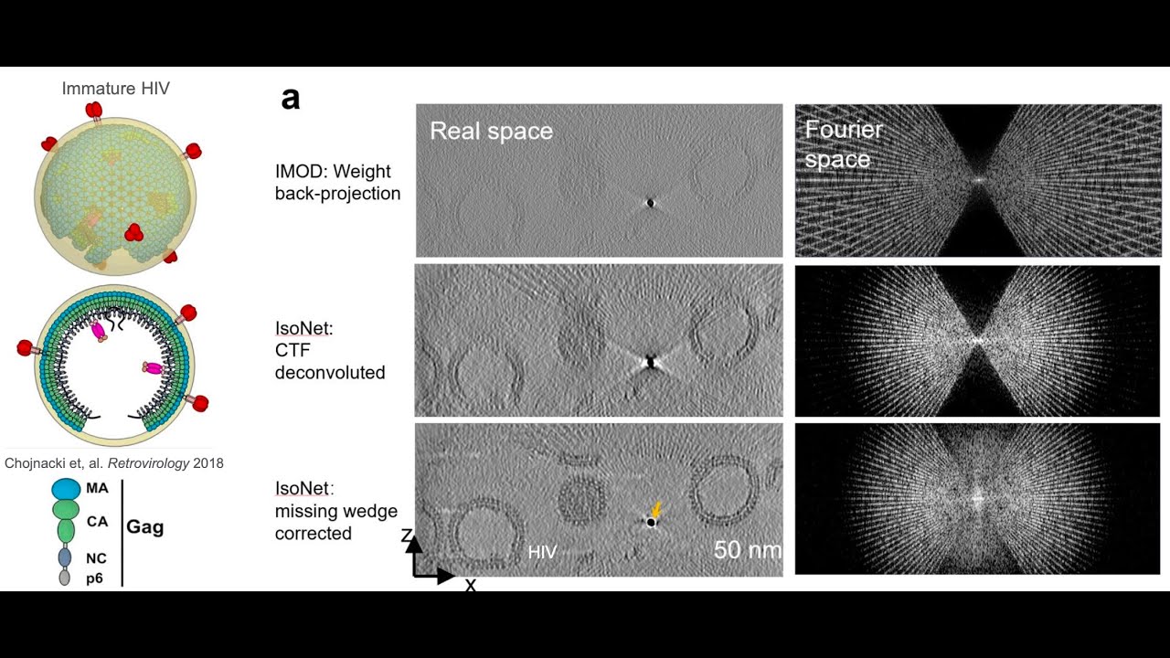 Isotropic Reconstruction for cryo-ET using isoNet&ndash; Yuntao Liu at the 5th LBMS Annual Cryo-EM Course