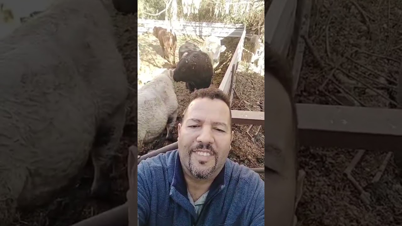 تربية الأبقار والاغنام في اسبانيا  وتصويرها وألف مرحبا 👋 👋 👋 👋