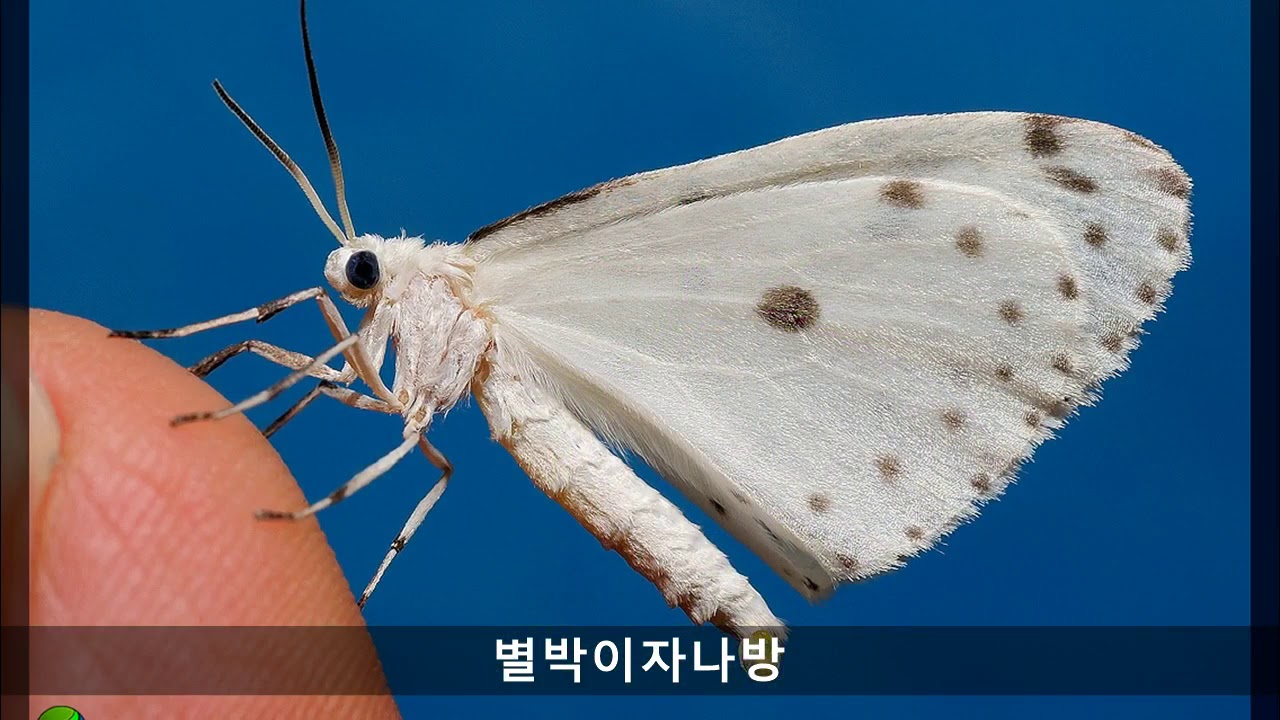 충해(해충) - 나비목