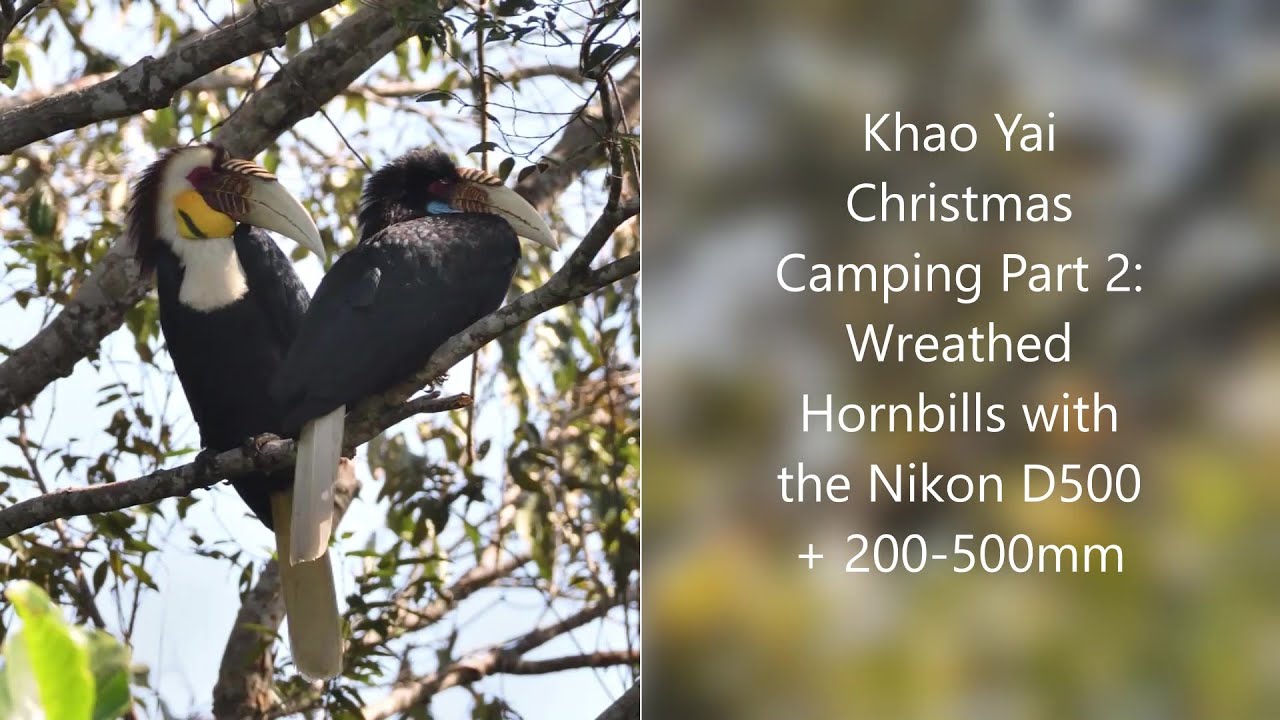 Khao Yai Xmas 2021 Part 2: Wreathed Hornbills with the Nikon D500 + 200-500mm