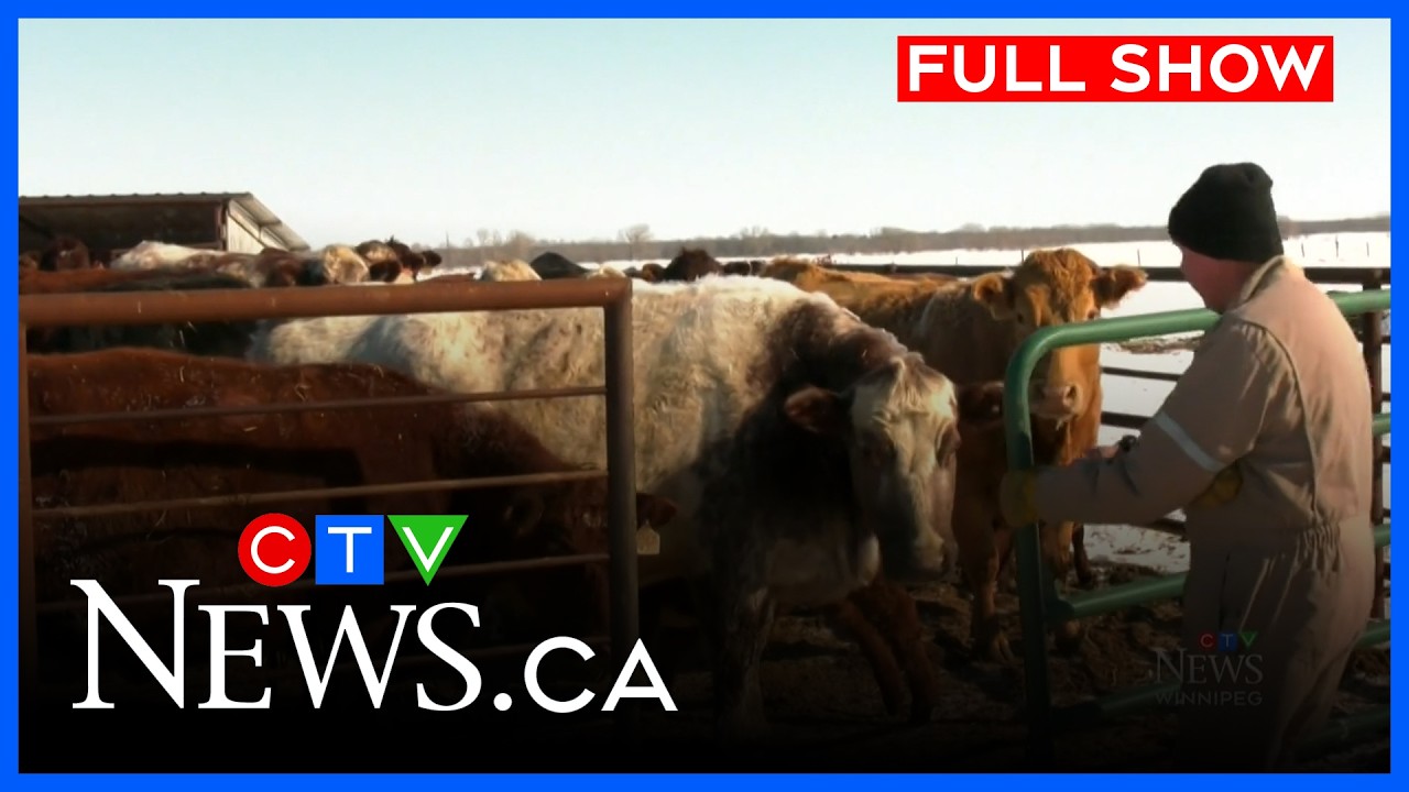 Цены на говядину растут | CTV News Winnipeg в 16 марта 2026 г.