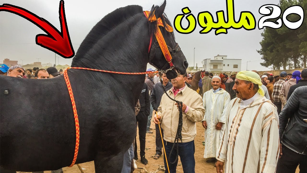 عود دهم ديال الملوك بسوق الثلاثاء الخميسات 2021 / نواحي الرباط مولاه طالب 20 عطاوه 6 حميد تلفو العود