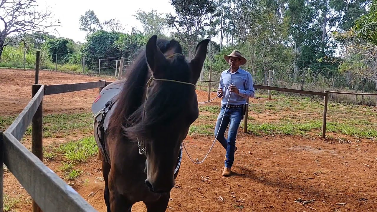 CHARRETEAMENTO. MAIS UM DIA DE DOMA RACIONAL NO CAVALO SHAZAM