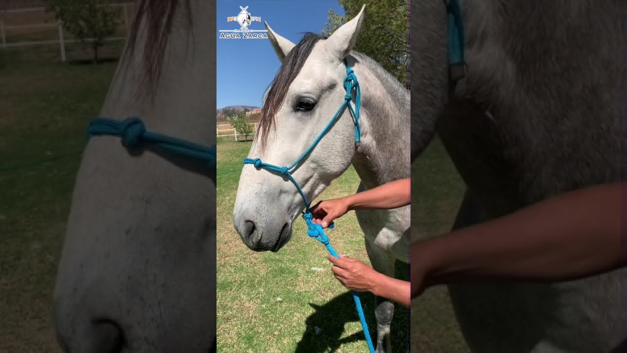 Puntos Clave al Poner una Jáquima de 4 Nudos 🐴🐴🐴🐴