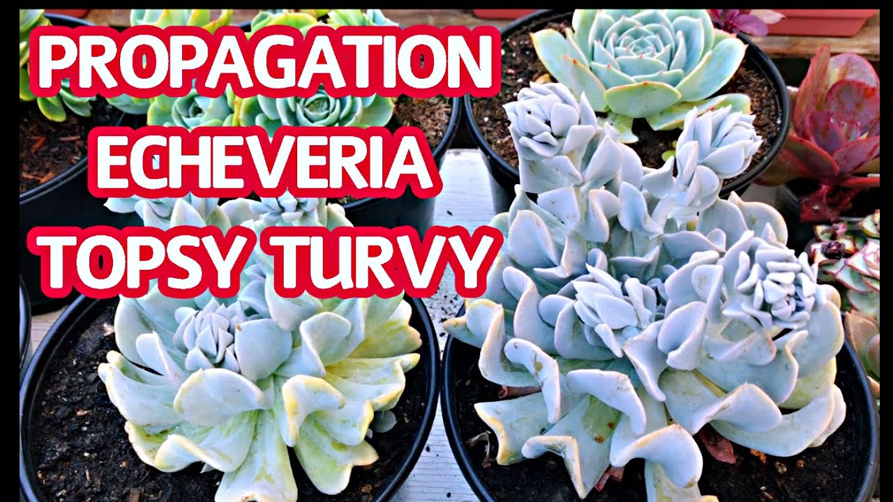 #201 PROPAGATION ECHEVERIA TOPSY TURVY | Propagation succulents | Nhân giống Sen Đá | Cuộc sống Mỹ