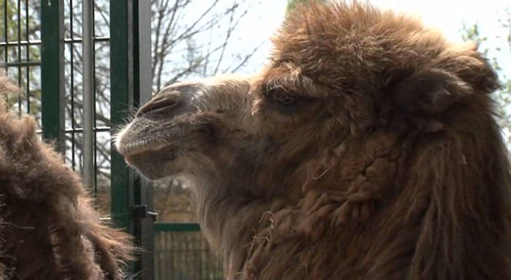 ZOO PLZEŇ - Velbloud dvouhrbý