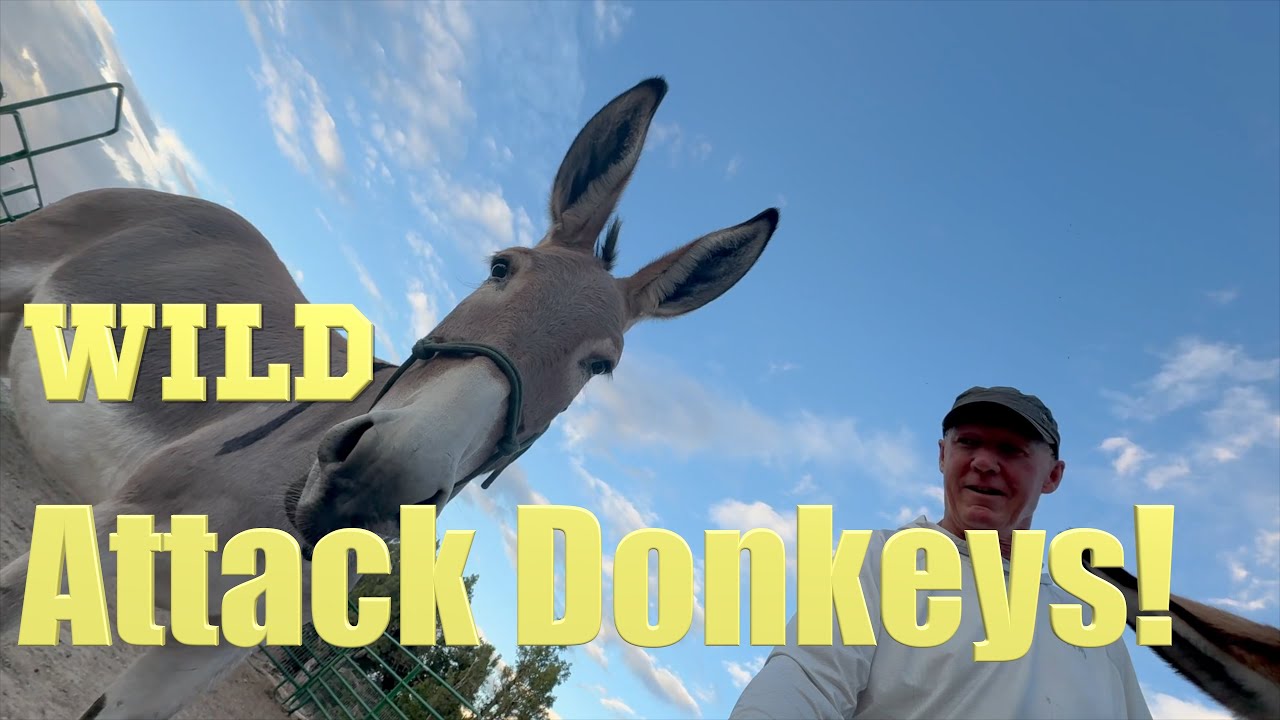 Want A Wild BLM Burro, Watch This First | BLM Burro