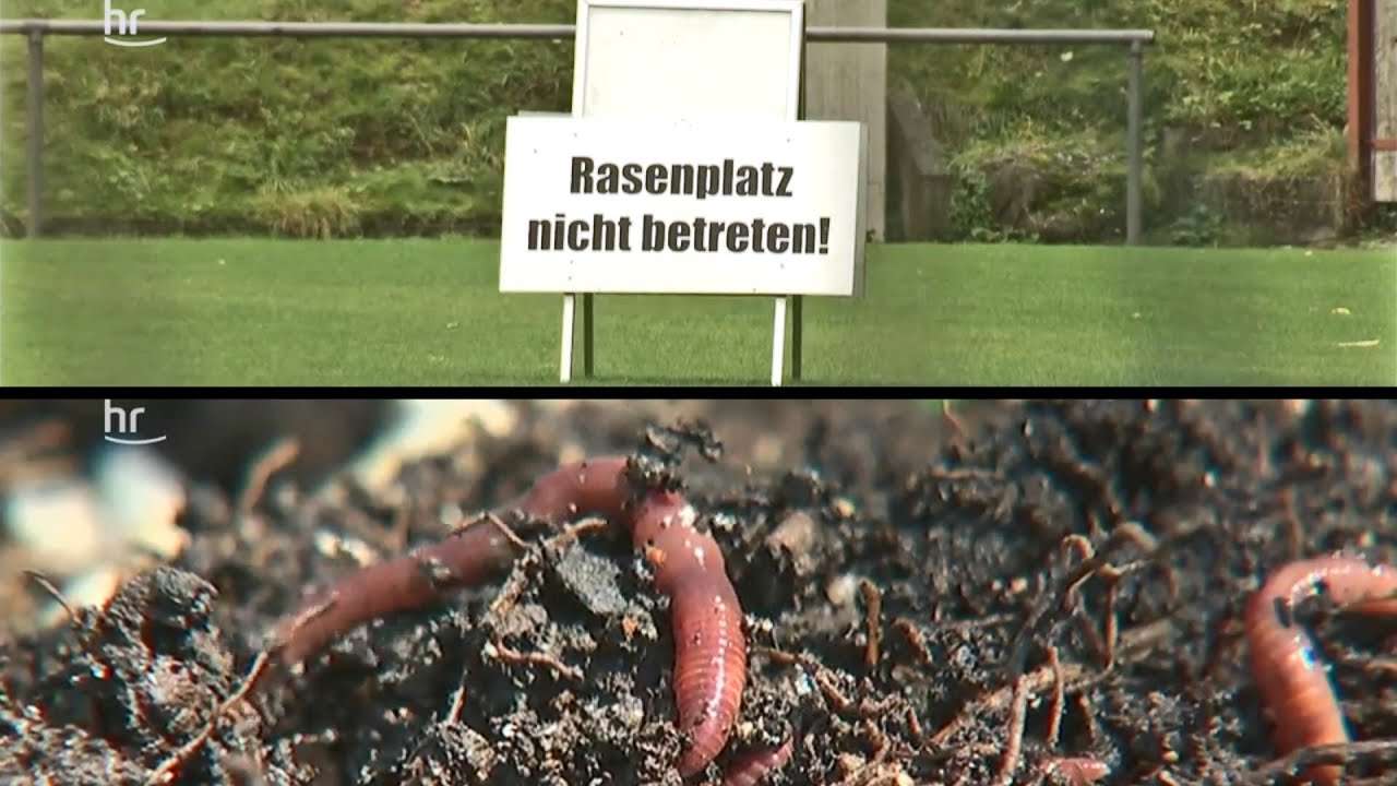 Odenwald: Hunderttausende Regenwürmer zerstören Fußballplatz in Lautertal | maintower