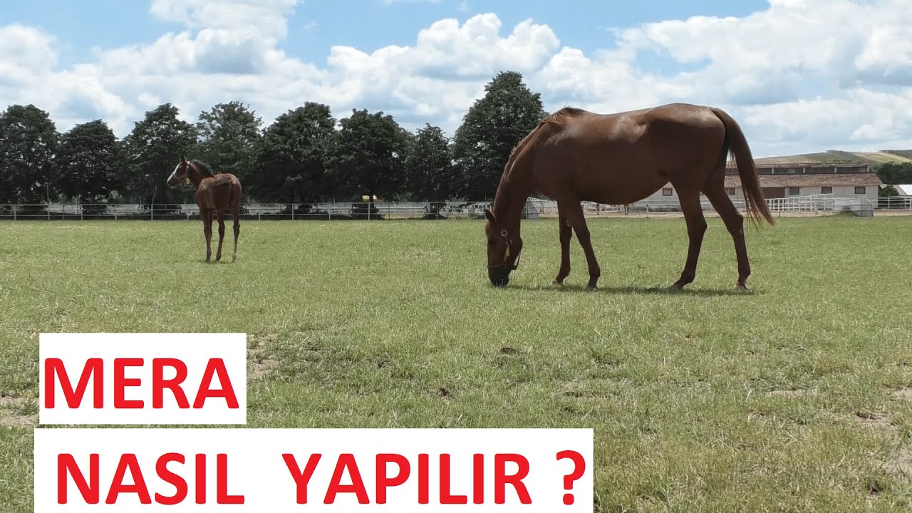MERA NASIL YAPILIR ? ( BAŞLANGIÇ 1. BÖLÜM)