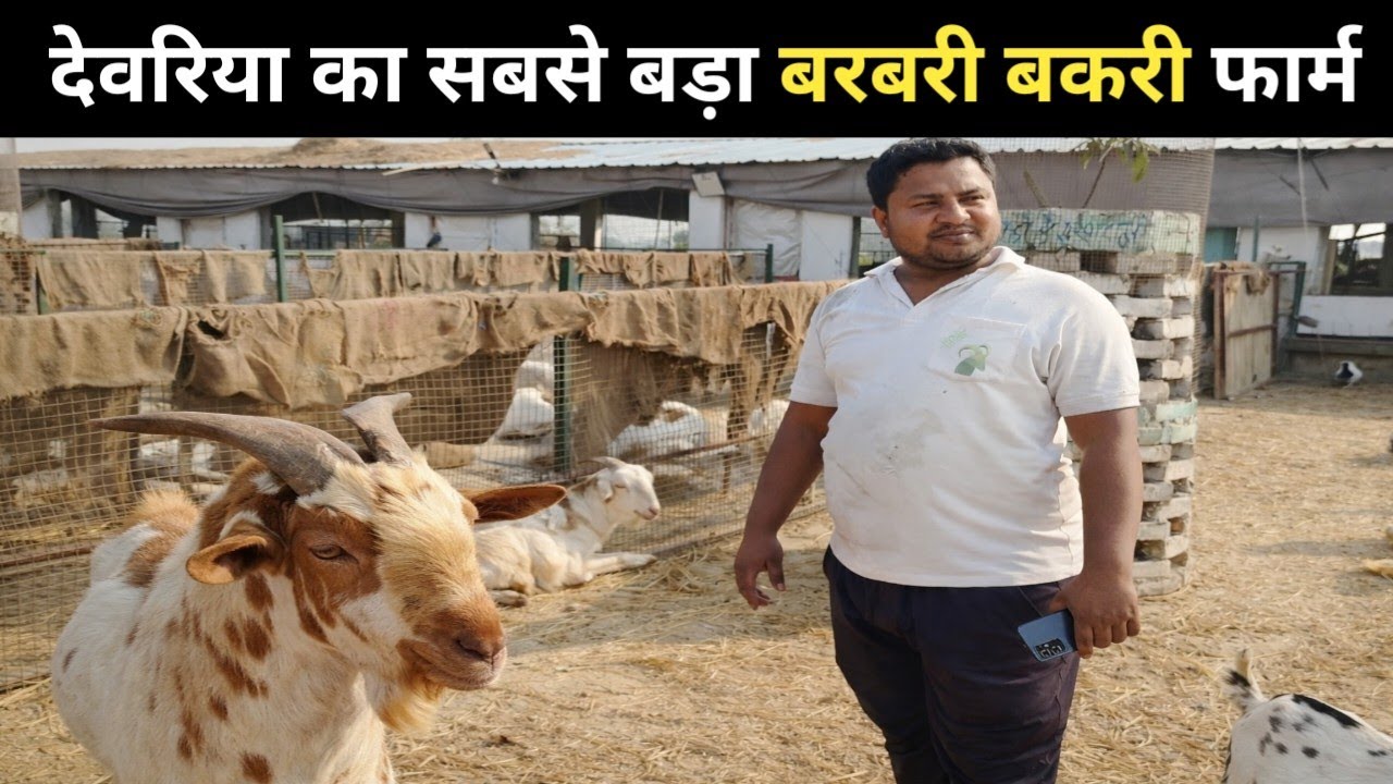 Bakri Palan Business 2026 | Kam Kharch Mein Zyada Munafa 💰 l Goat Farming l Barbari Bakri Palan 🐐🐐