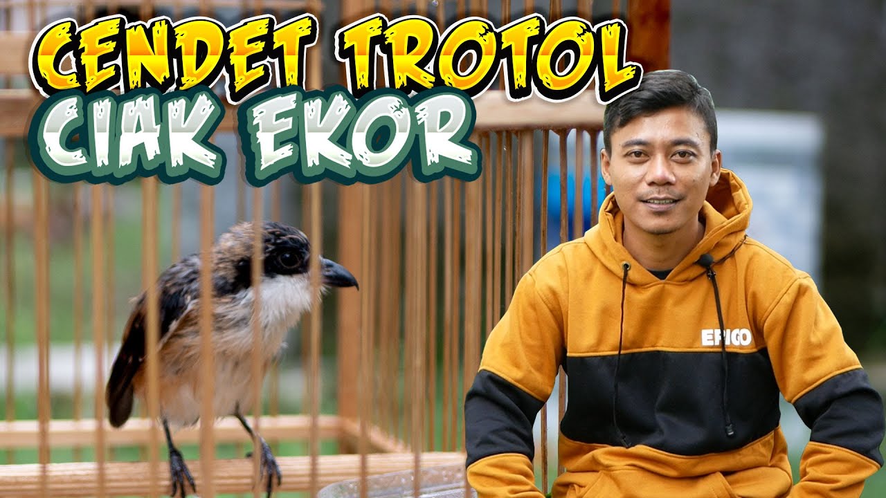 Mengatasi dan Penyebab Cendet Trotol Ciak Ekor