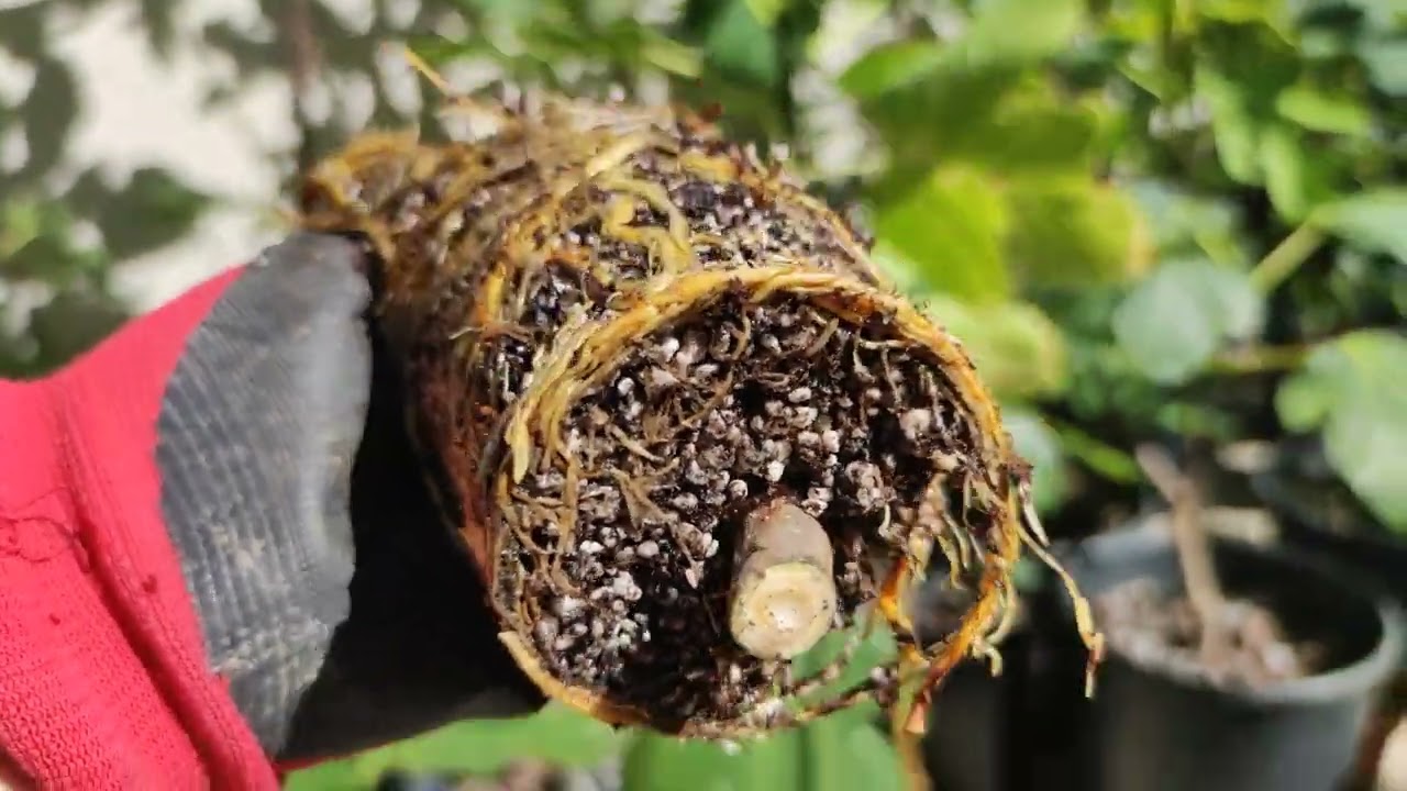 Dor&eacute;e & Panach&eacute;e Feige Sorte vermehren Ficus carica Sorten Fig Tree Plant Air Layer richtig Abmoosen