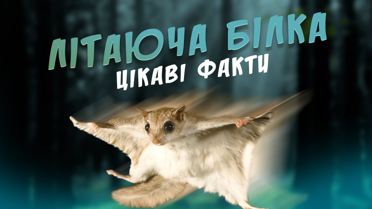 БІЛКА ЛЕТЯГА | Цікаві ФАКТИ про ЛІТАЮЧУ БІЛКУ