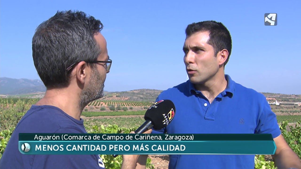 Arranca la vendimia en la Comarca de Cariñena