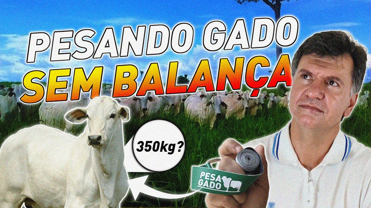 Para ter lucro tem que pesar o gado