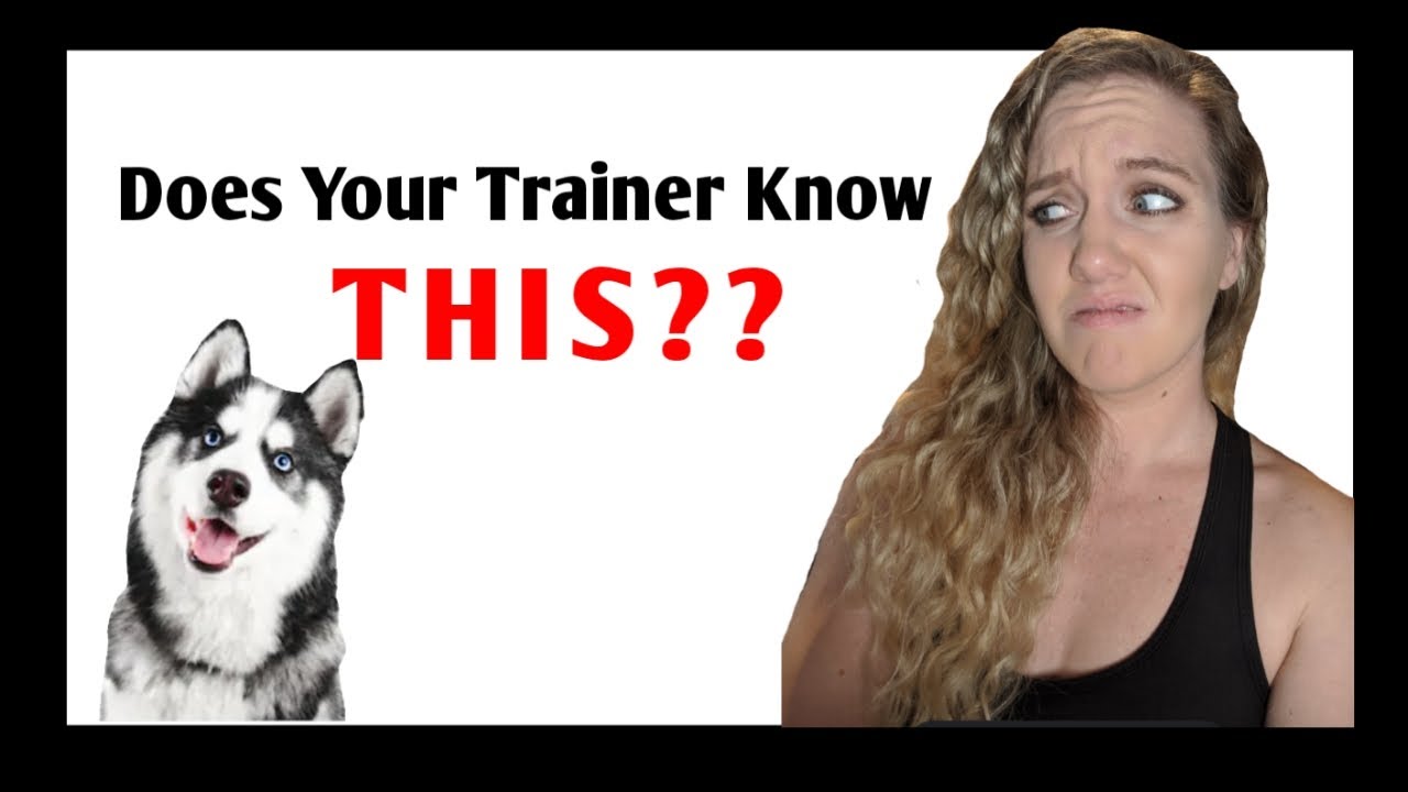What you MUST know about Dog Trainers & How to Pick the Right One