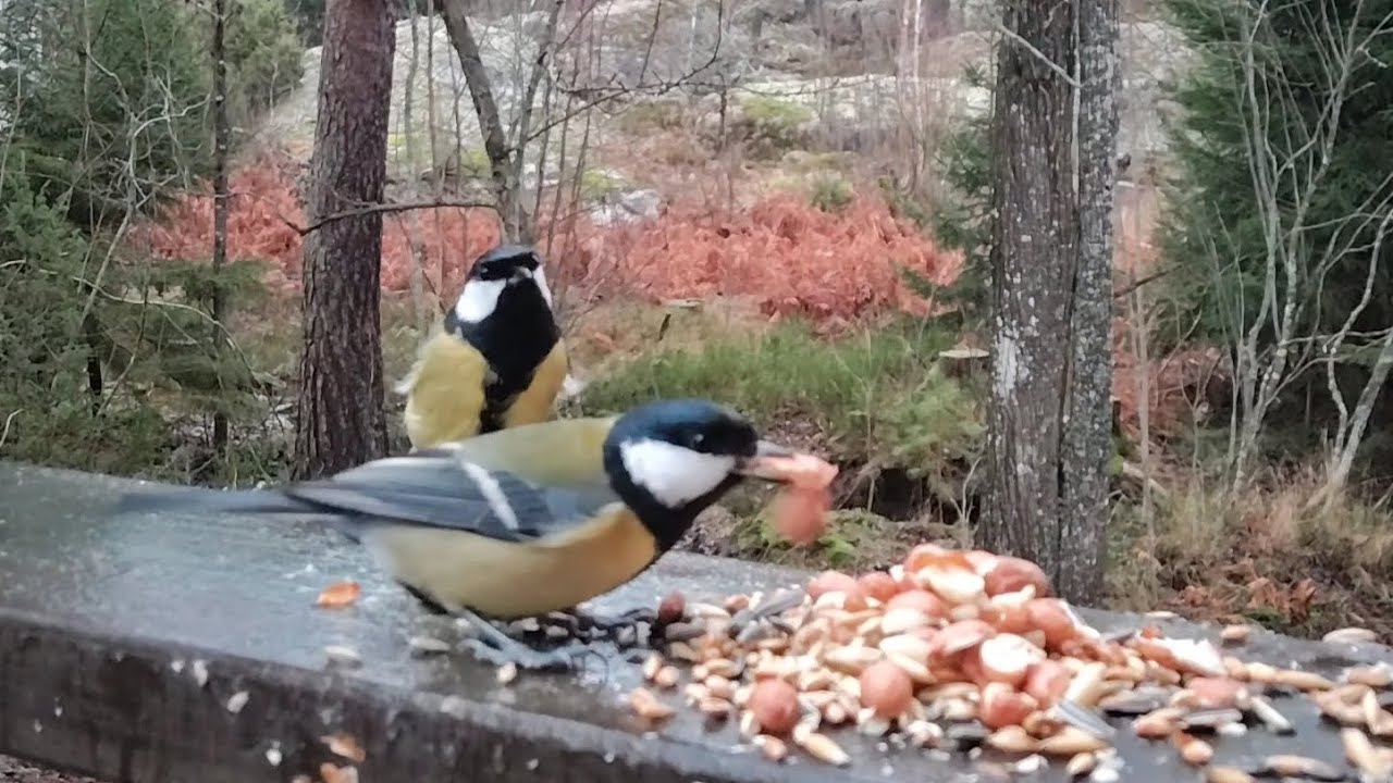 Hungry Birds 