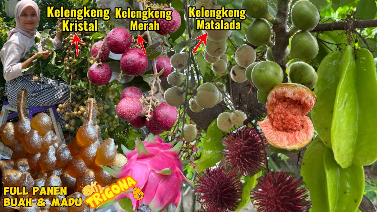 WOW PANEN BUAH & MADU TRIGONA HANYA DI HALAMAN RUMAH