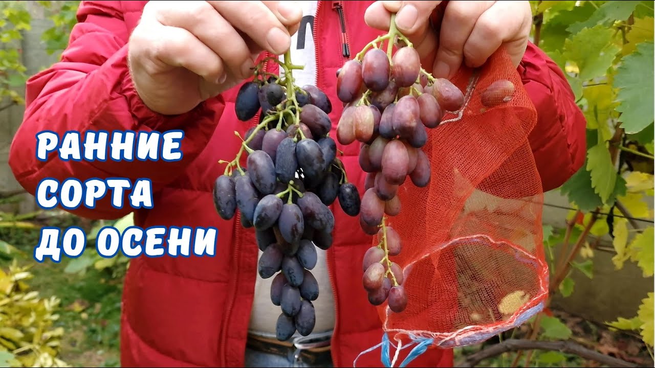 Кодрянка, Кармакод, кишмиш Лучистый, ДО ГЛУБОКОЙ ОСЕНИ.
