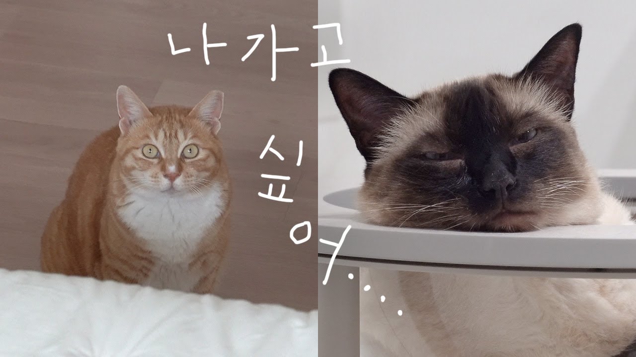 비때메 밖을 못 나가 우울한 고양이들