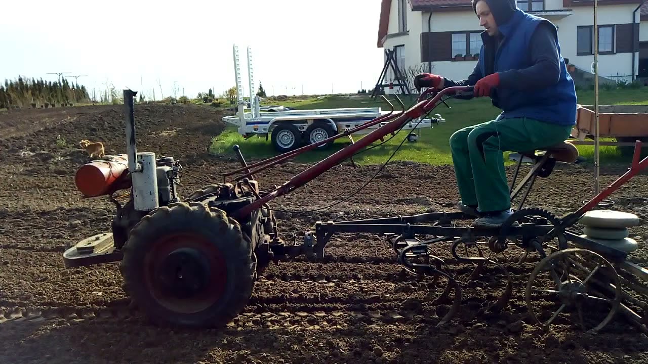 Dzik 21 uprawa pola pod ziemniaki
