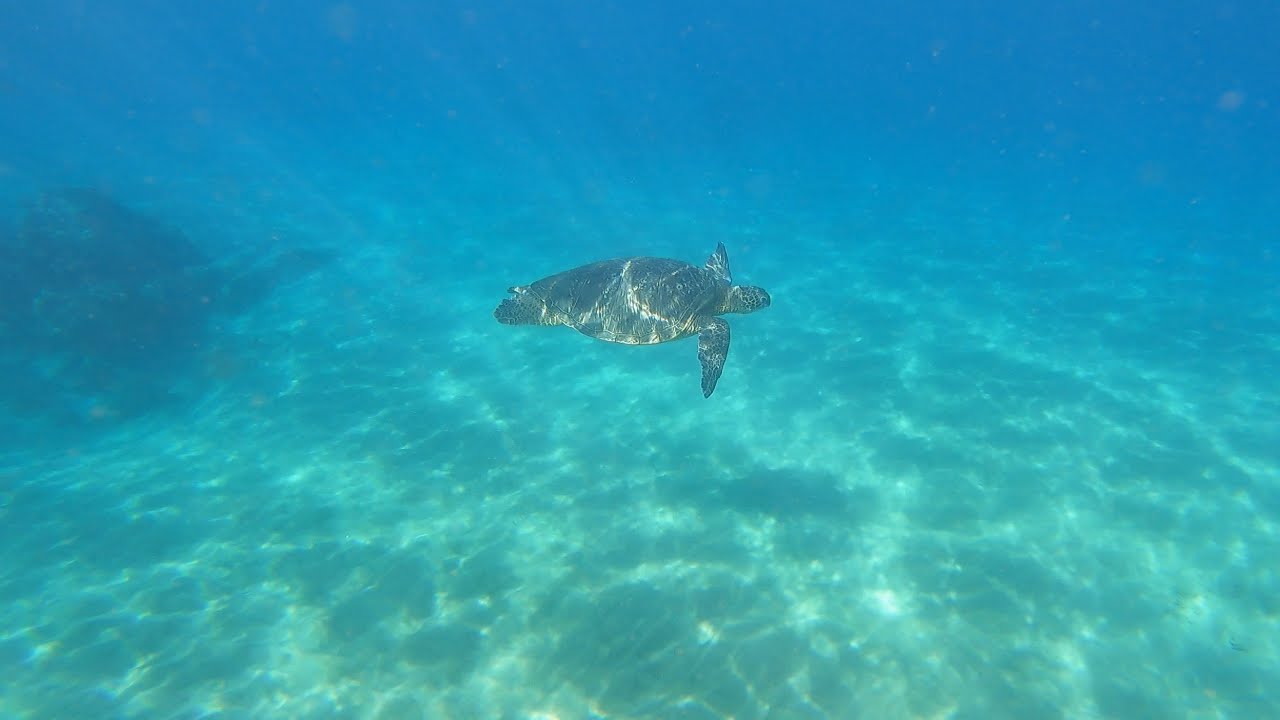 Swimming with sea turtles listening to whales