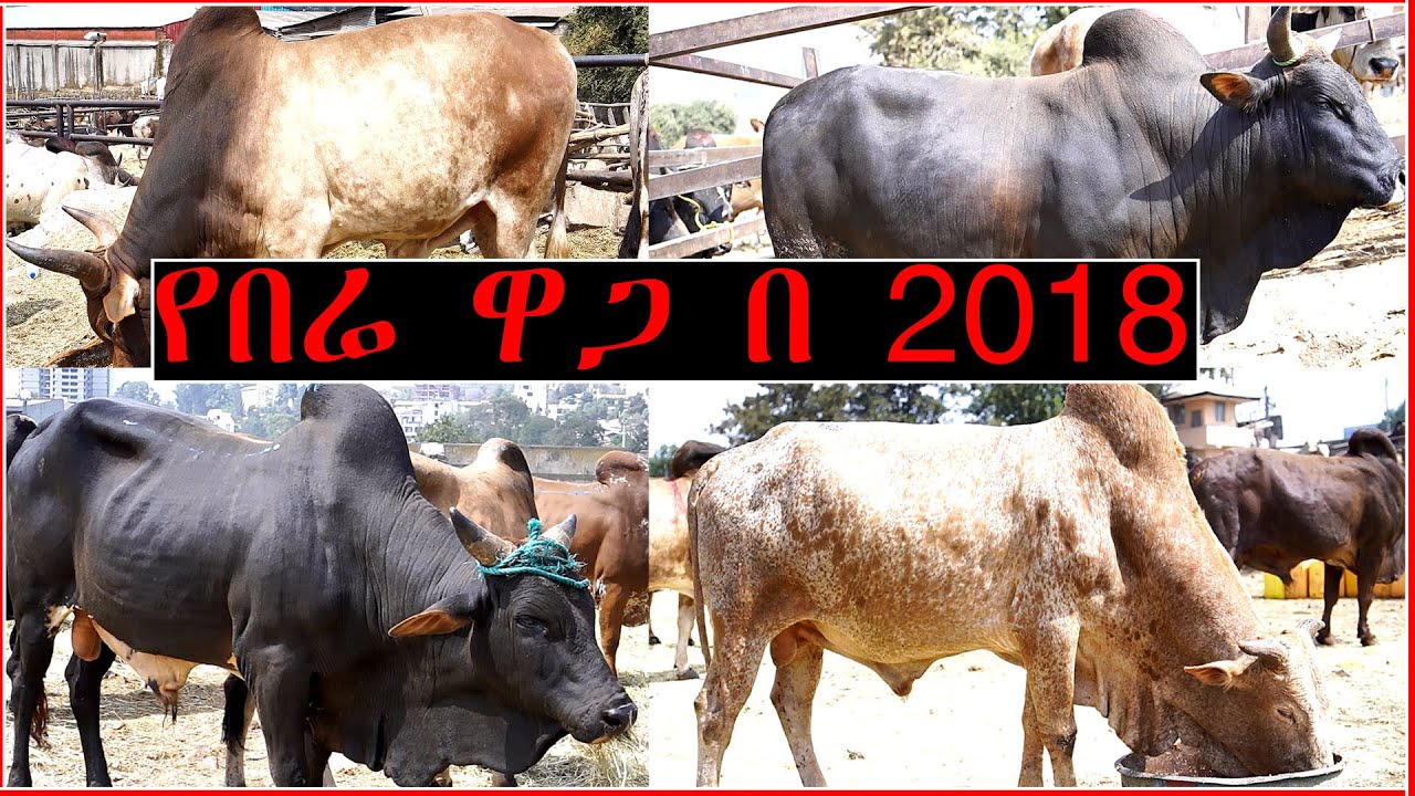 የበሬ ዋጋ በ 2018