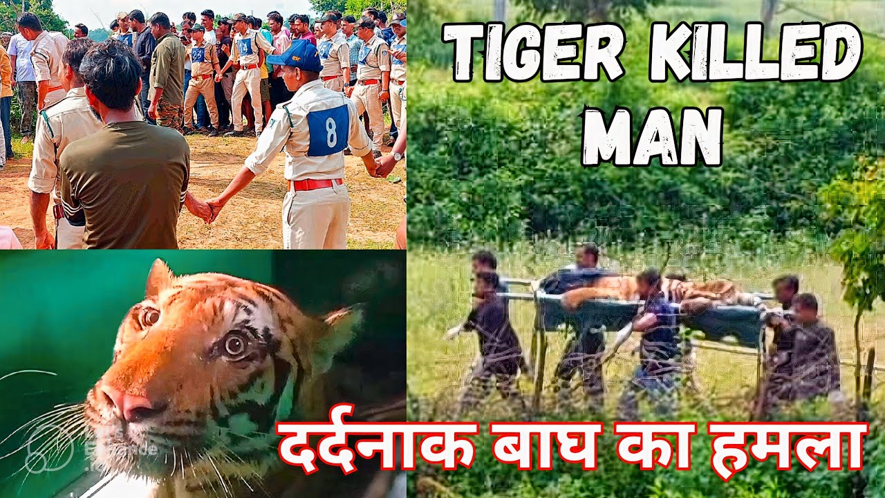 Tiger Attacks of Bandhavgarh Ep17, 1 Man Died in Village after Tiger Attack