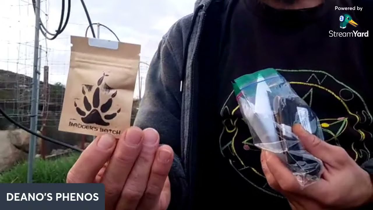 2022 OUTDOOR GROW- !!!GENETIC SUPPLY!!!(SHOUT-OUT + STRAINS) for 2022
