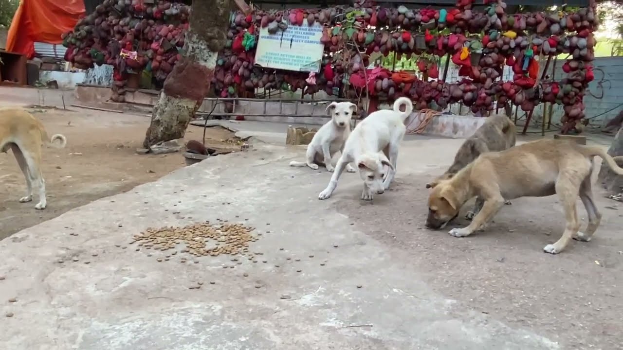 Stray Puppies are so scared while feeding - Street mother dog gave birth to 5 Puppies in temple