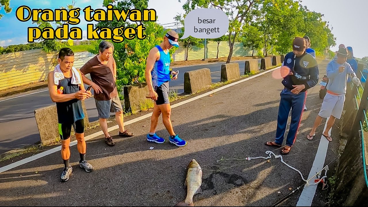 HEBOH !! DAPAT IKAN BESAR SAMPAI ORANG TAIWAN KAGET #KETAPEL IKAN MONSTER