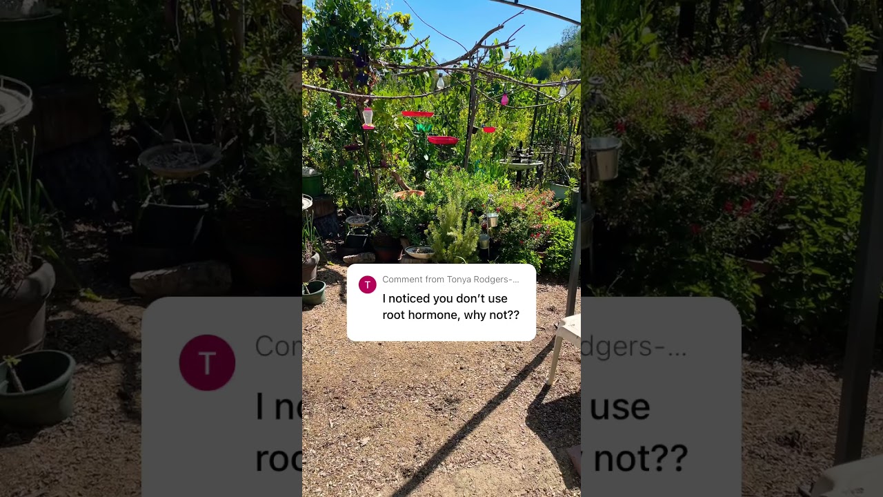 Q&A. Why, I don&rsquo;t use rooting hormone, I don&rsquo;t need it the plants just grow for me.