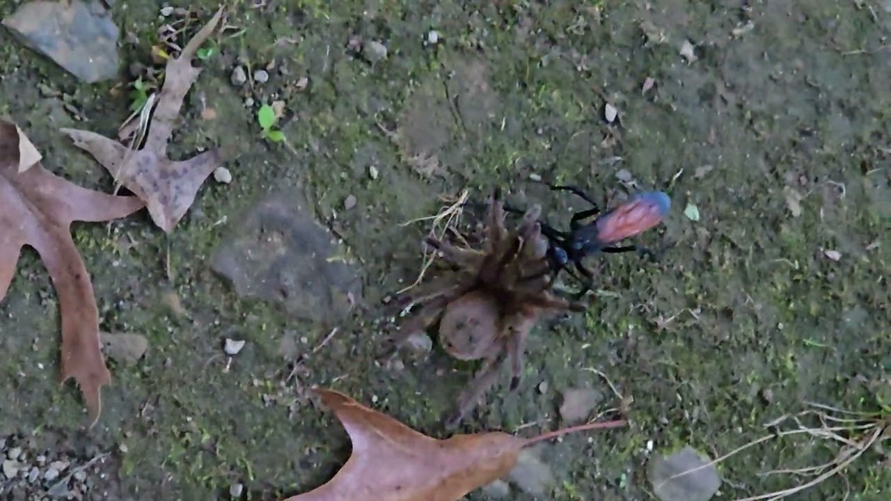 Tarantula Hawk in action