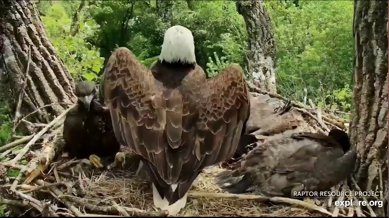 American Eagles Baby eagle training to fly fron of the Mom Yavru Kartalin kanat cirpma calismasi