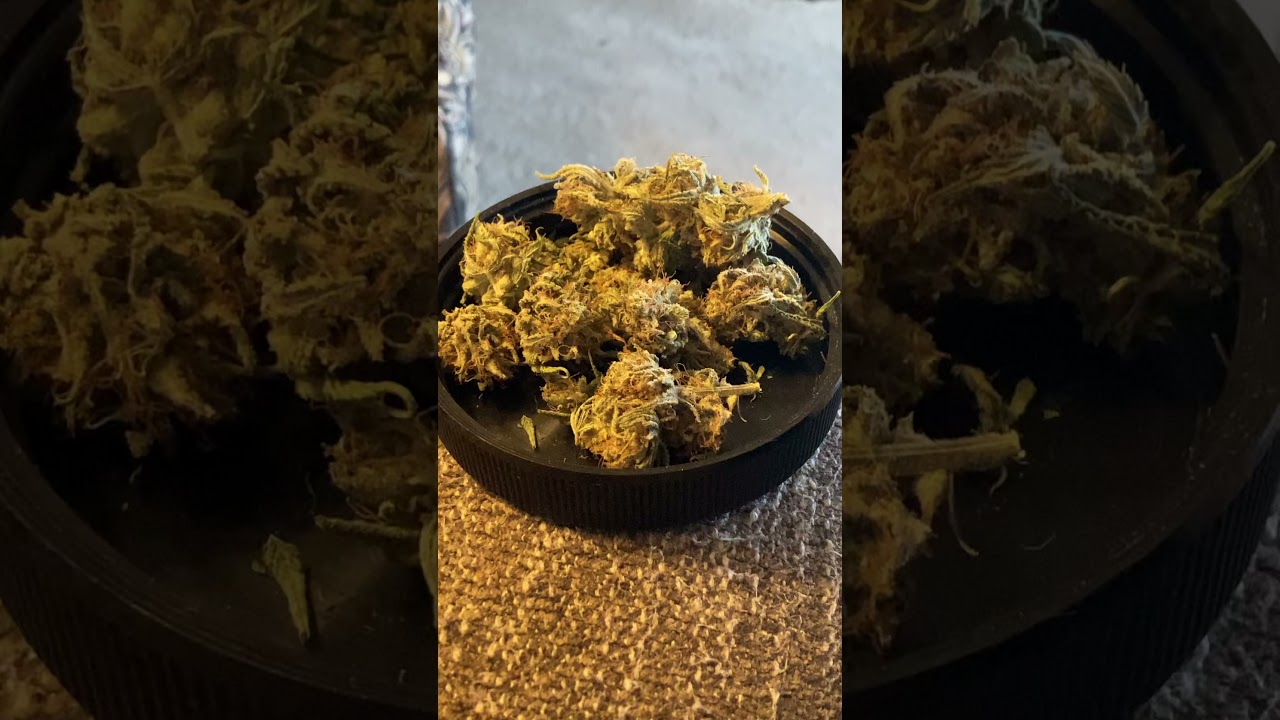 &ldquo;Platinum Gorilla Glue&rdquo; Cannabis Strain Review w/Professor E