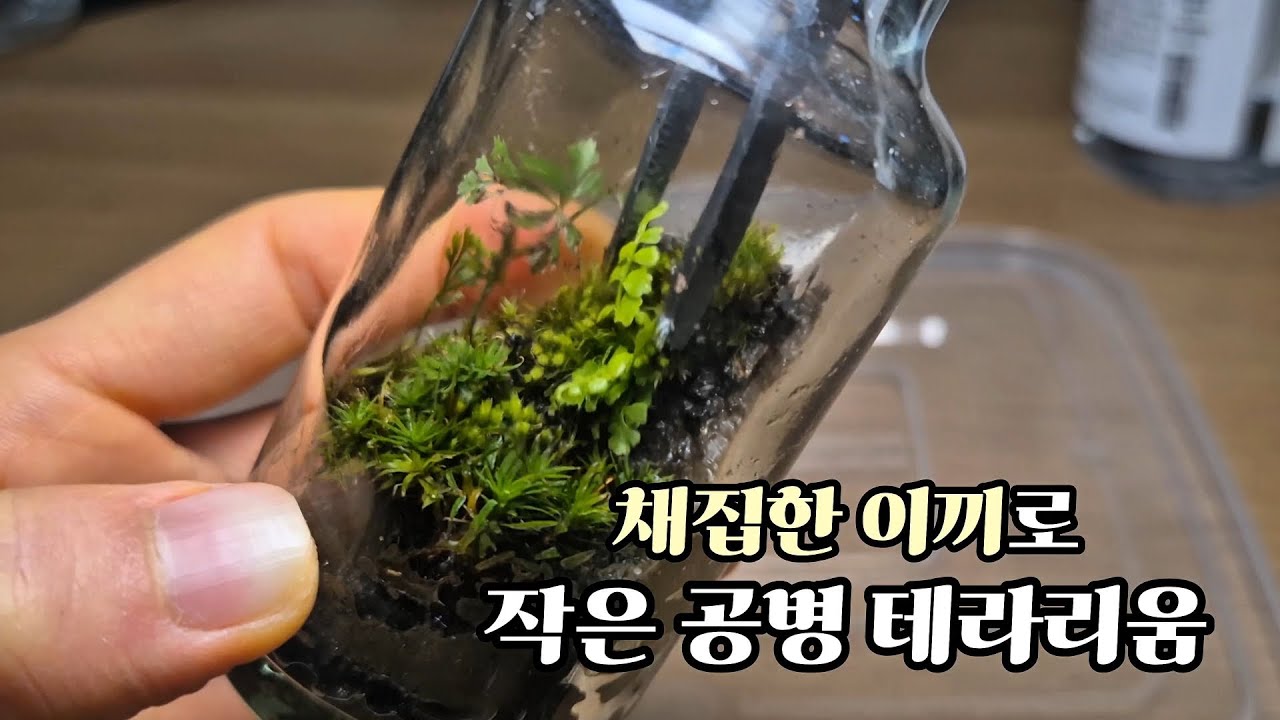 이끼 주워다가 미니 테라리움을 만들었어요