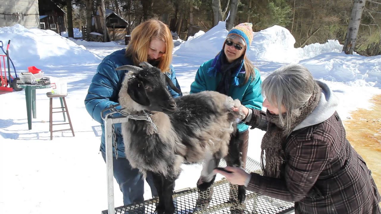 Combing a cashmere goat