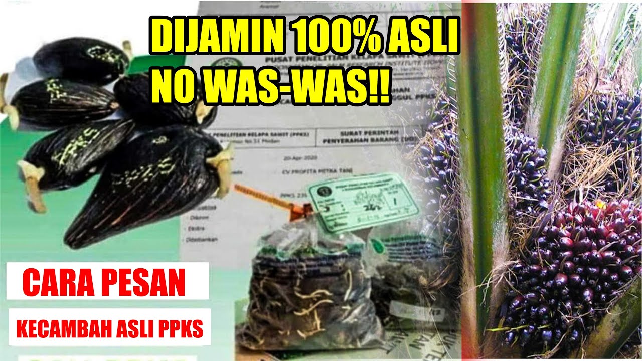 INI CARA PESAN KECAMBAH ASLI PPKS MEDAN. DIJAMIN 100% ASLI