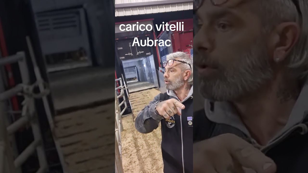 Carichiamo vitelli razza Aubrac 