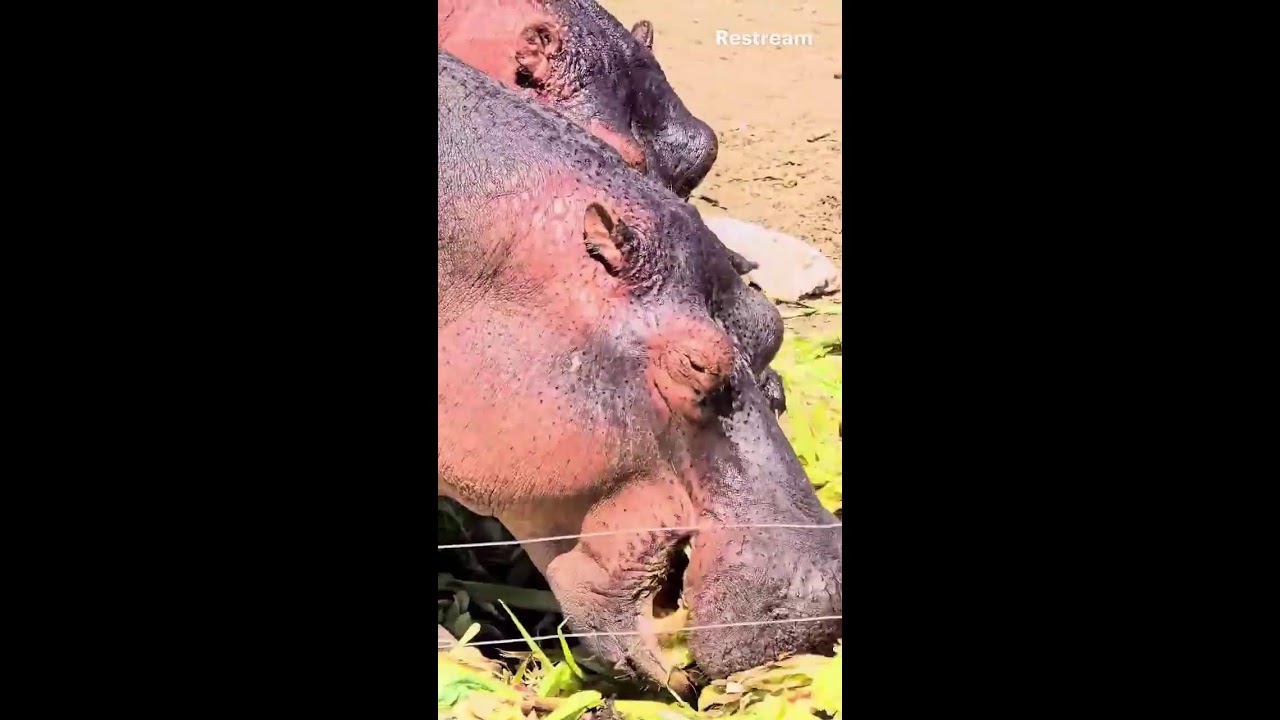 LIVE: Hungry Hippos in Action! 🦛 Watch Them Munch Like Bosses!