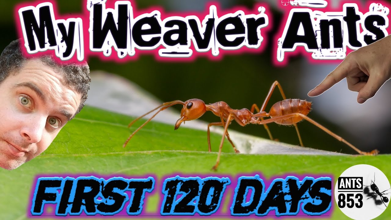 My Weaver Ants, First 120 Days | Ant Keeping Season 2020 Week 3