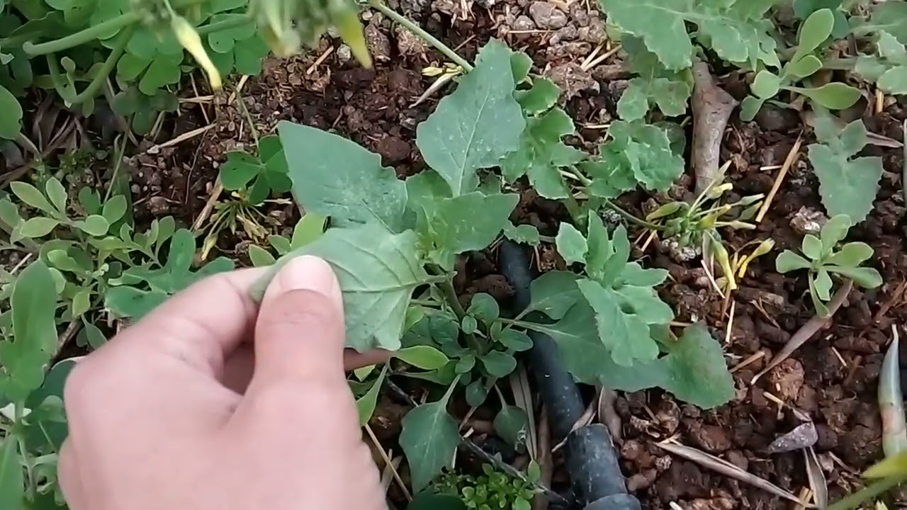 IDENTIFICACIÓN DE PLANTAS SILVESTRES COMESTIBLES Y NO COMESTIBLES PARA LOS PÁJAROS.