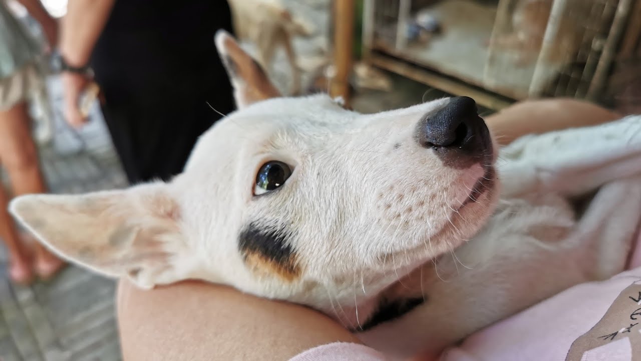 VISIT/TRAVEL | 4PAWS: Penang Animal Welfare Society (animal shelter for dogs)