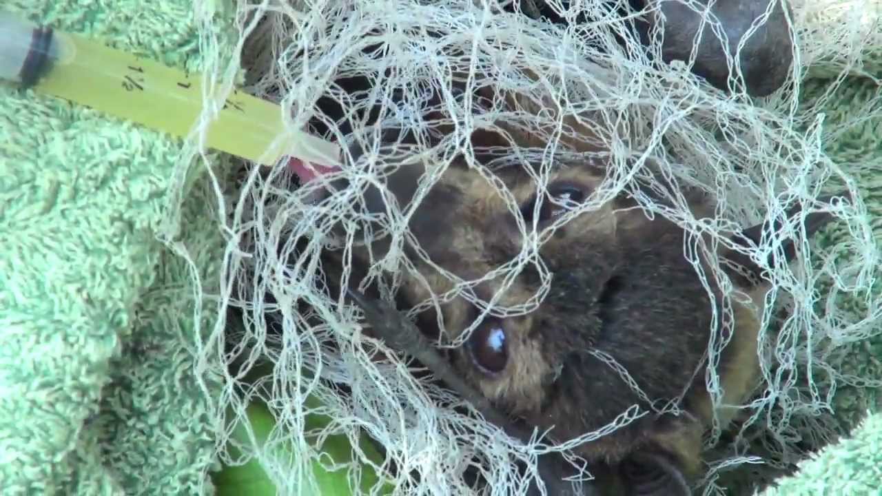 Why wildlife friendly netting?
