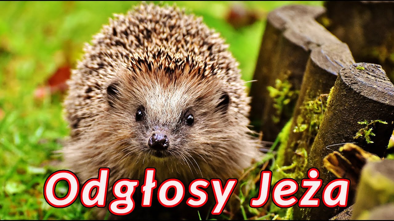 Odgłosy jeża 🦔 dźwięki jakie wydają jeże 🦔