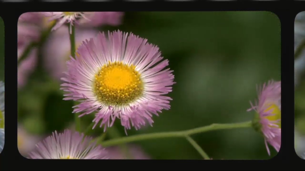 WQED Mini Docs: Our Water, Land & Air
