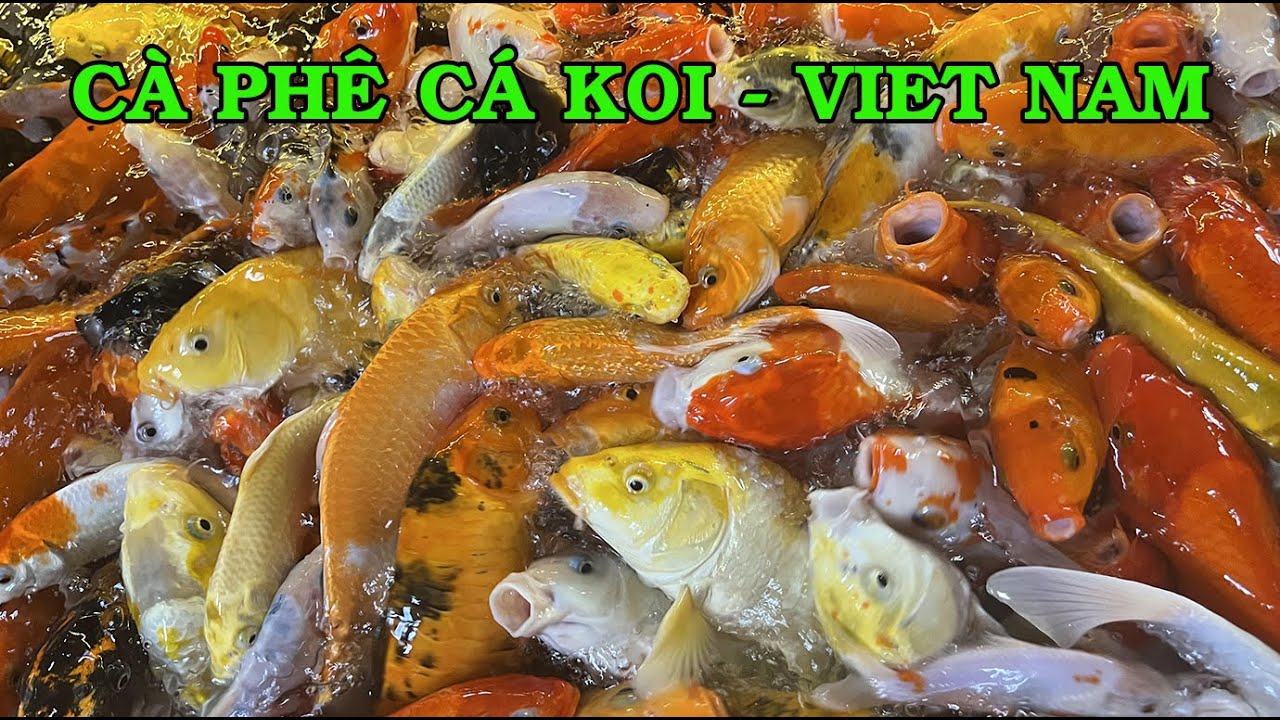 Đàn Cá Koi Khổng Lồ ở Quán Cà phê Hoa Sơn Koi | Koi Cafe in Sai Gon - Viet Nam.